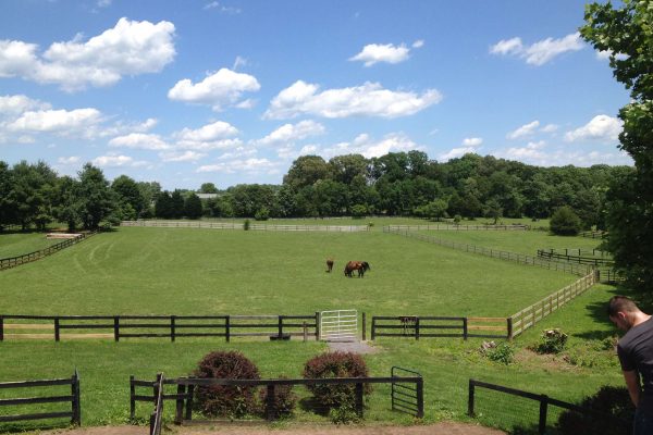 Win Green Cross country schooling in Northern Virginia, pasture with horses