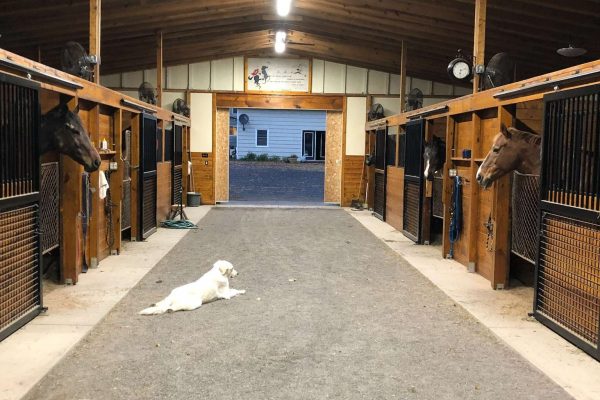 Win Green Cross country schooling in Northern Virginia, interior of barn with dog and horses.